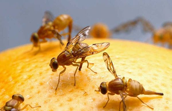 Fruit flies exercising 